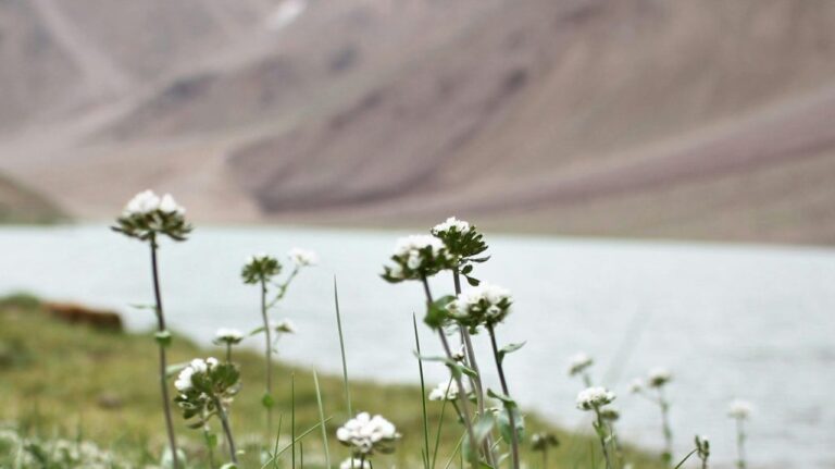 Close-up of wildflowers by a serene lake in the Indian Himalayas, showcasing natural beauty.